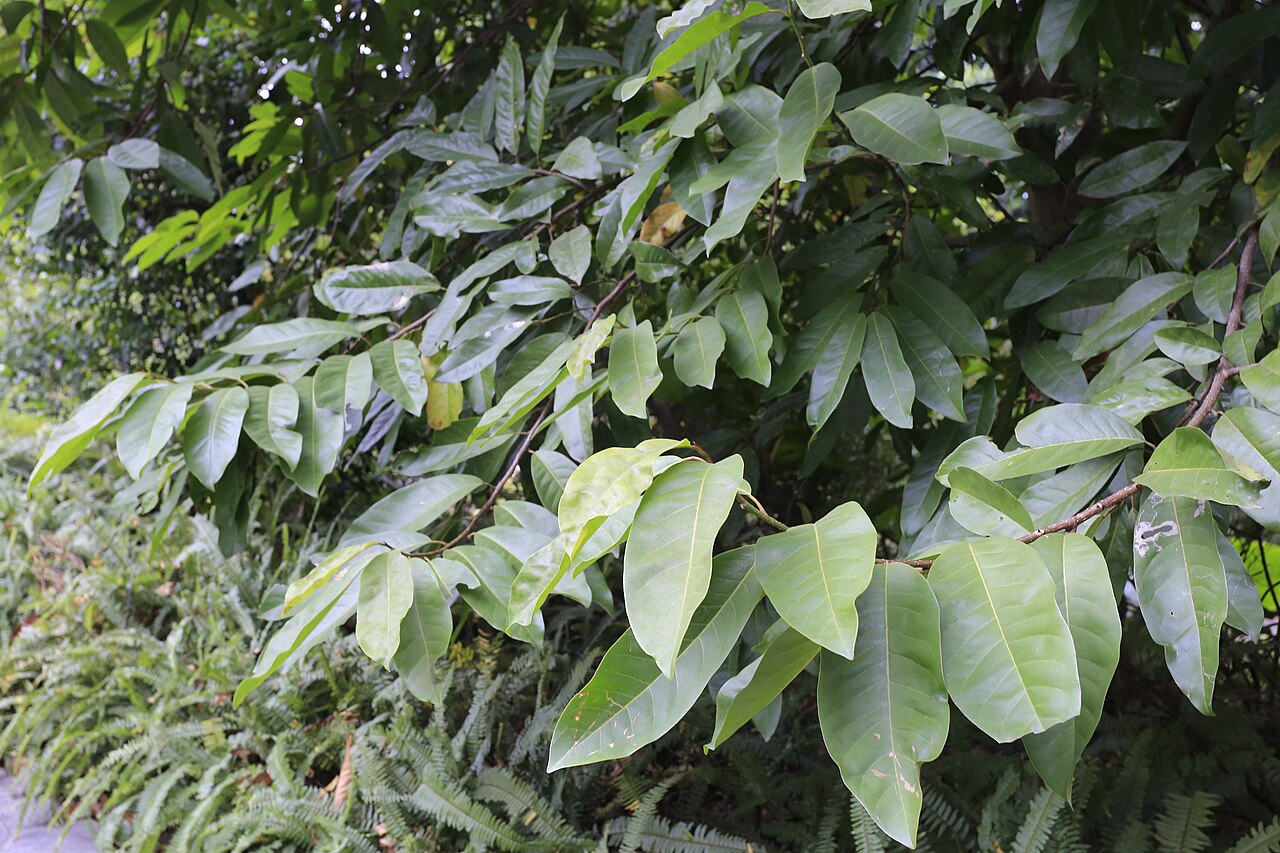 Magnolia sirindhorniae: 诗琳通含笑,摄于广州华南植物园