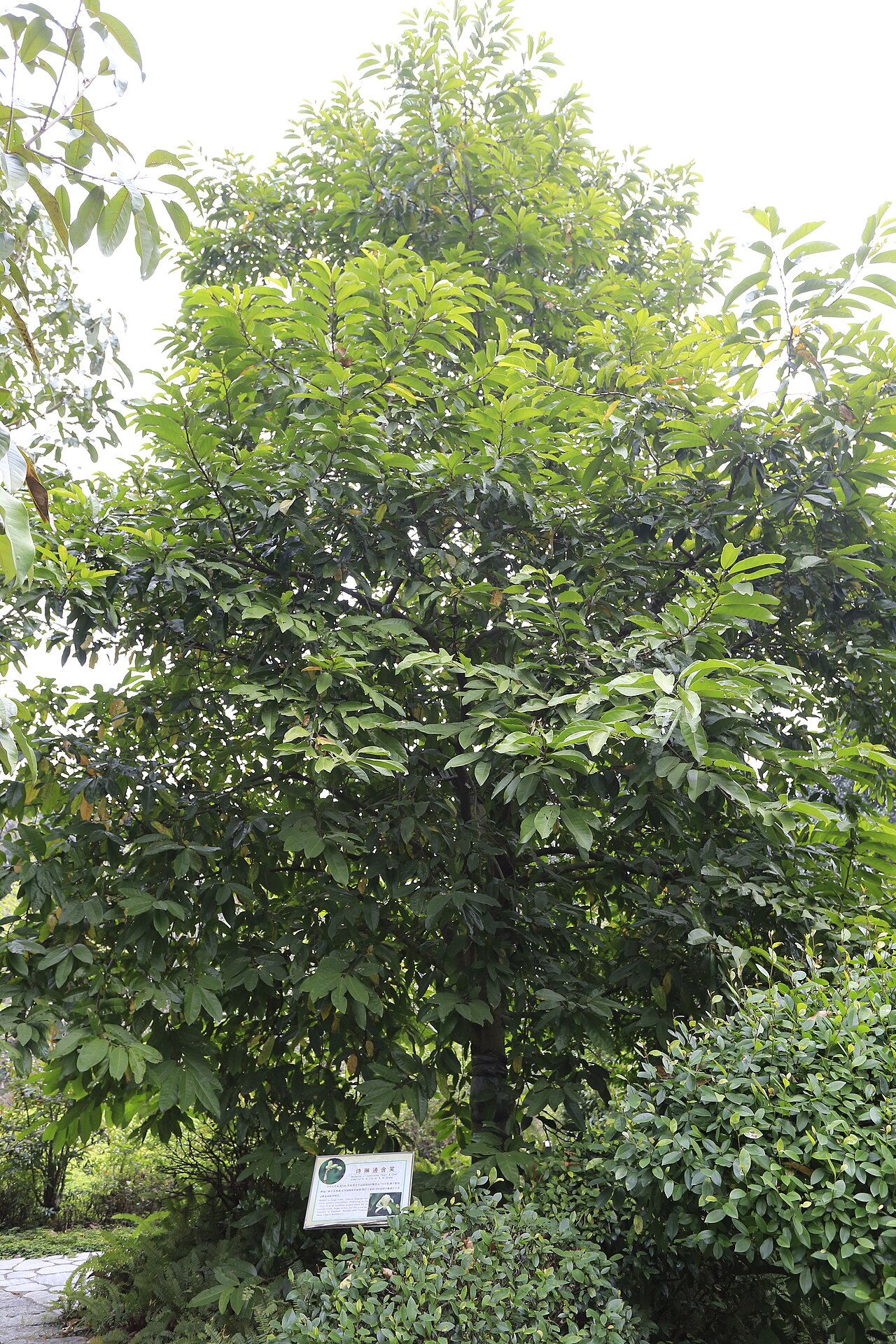 Magnolia sirindhorniae: 诗琳通含笑,摄于广州华南植物园
