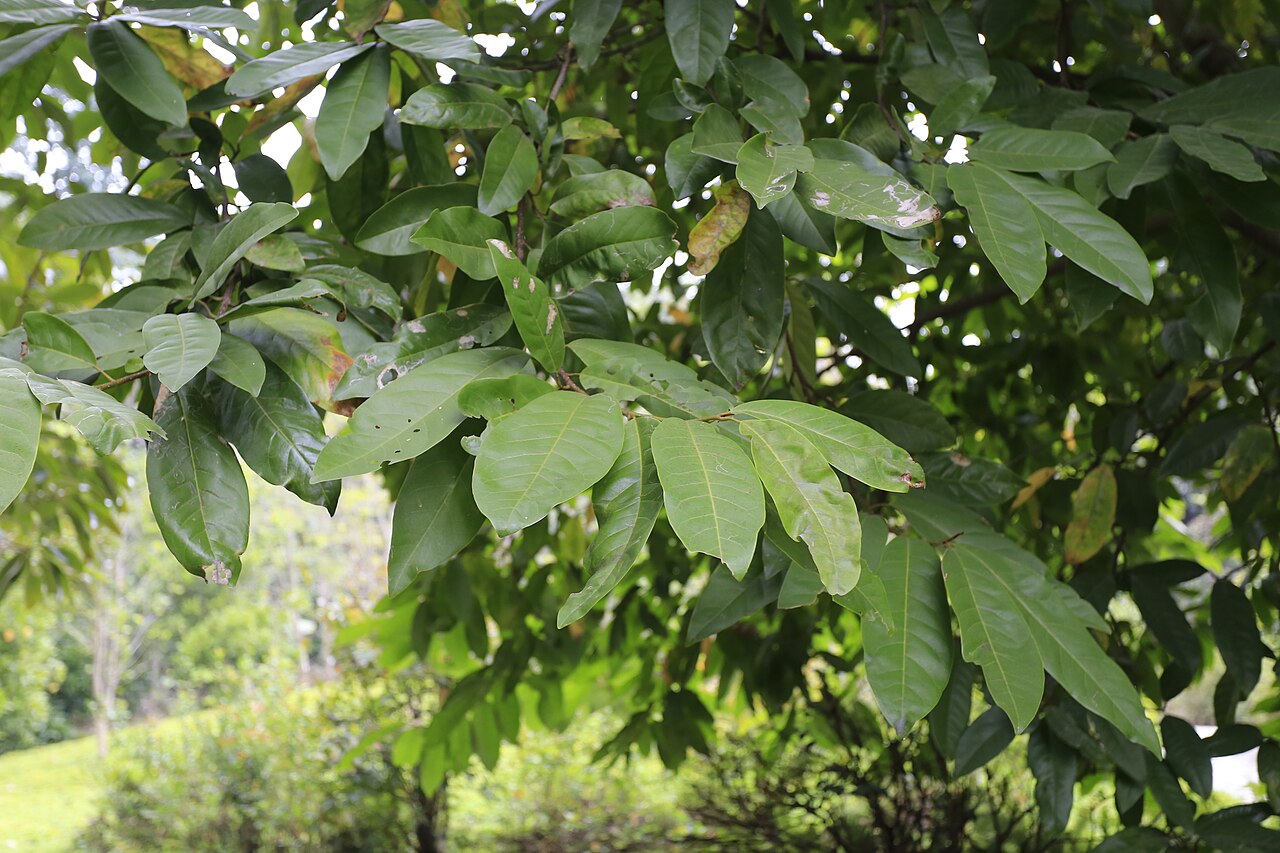 Magnolia sirindhorniae: 诗琳通含笑,摄于广州华南植物园