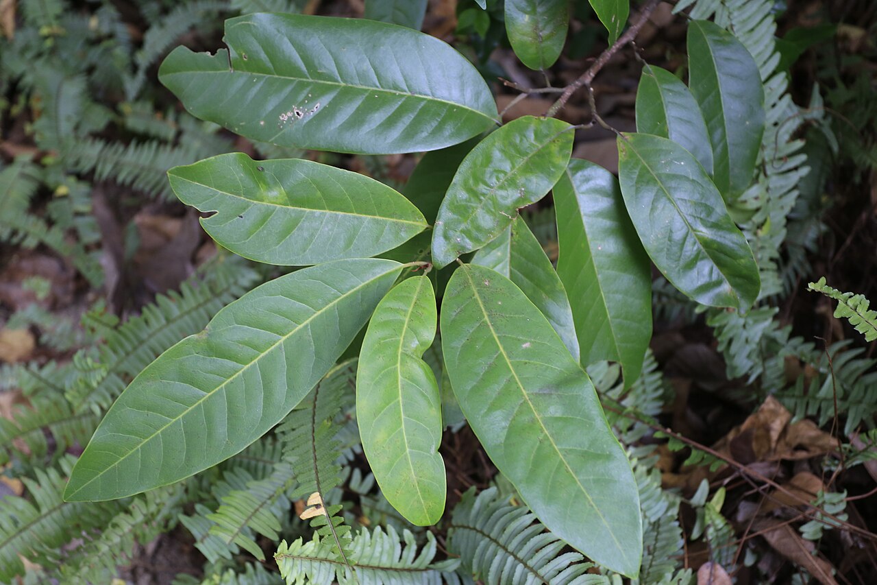 Magnolia sirindhorniae: 诗琳通含笑,摄于广州华南植物园