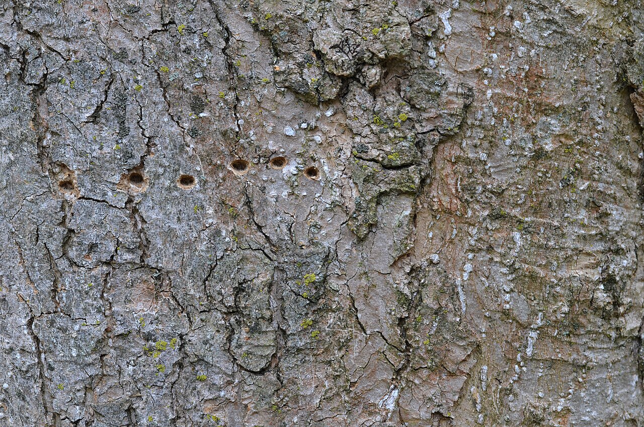 Magnolia sprengeri: Photograph of the bark of the Magnolia sprengeri en 'Diva'. Photo taken at the Tyler Arboretum where its species was identified.