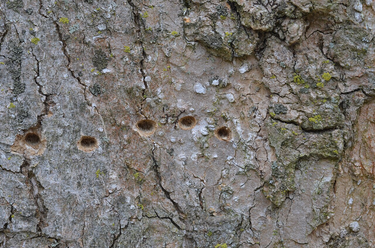 Magnolia sprengeri: Photograph of the bark of the Magnolia sprengeri en 'Diva' showing holes made by a woodpecker. Photo taken at the Tyler Arboretum where its species was identifi