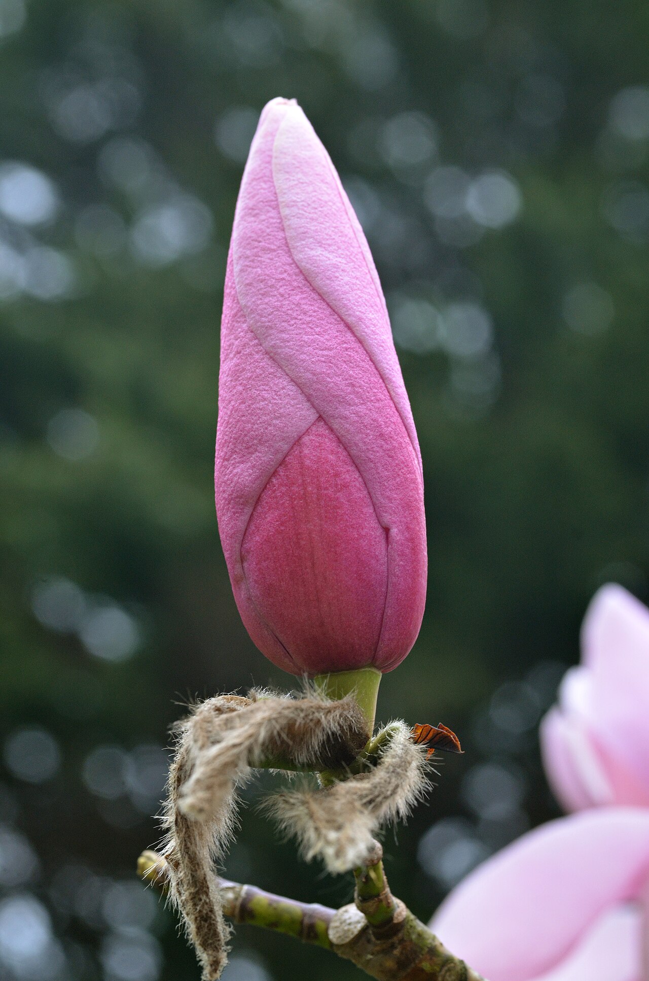 Magnolia sprengeri: Photograph of a flower bud of the Magnolia sprengeri en 'Diva'. Photo taken at the Tyler Arboretum where its species was identified.