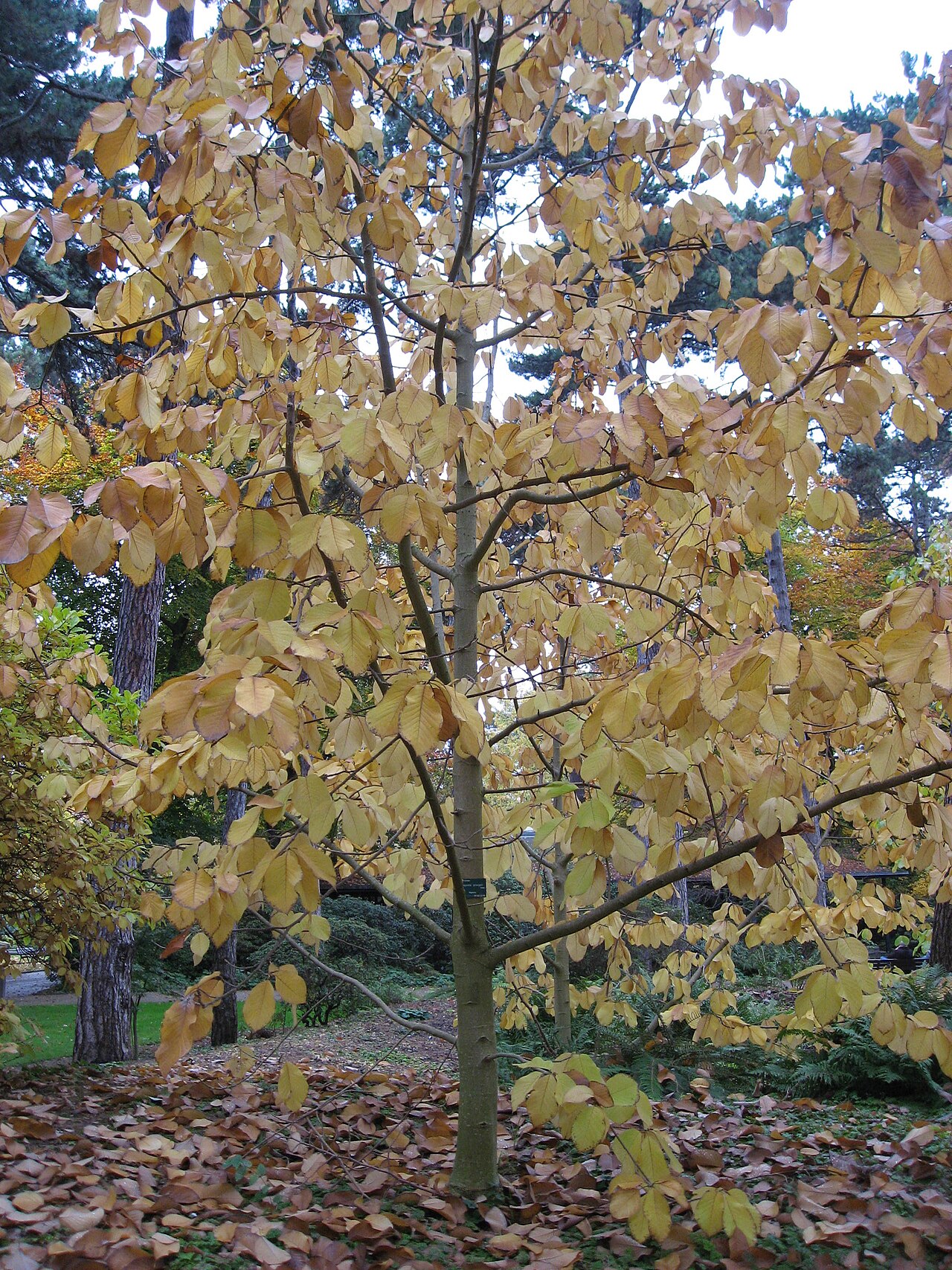 Magnolia sprengeri: Magnolia sprengeri with autumn colors in Parc floral de Paris Map: 48° 50' 19" N 2° 26' 33" E