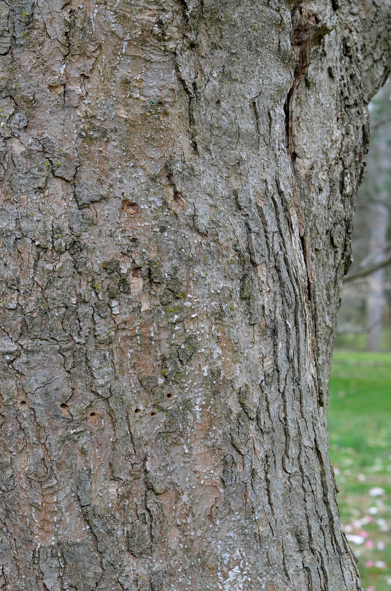 Magnolia sprengeri: Photograph of the bark of the Magnolia sprengeri en 'Diva'. Photo taken at the Tyler Arboretum where its species was identified.