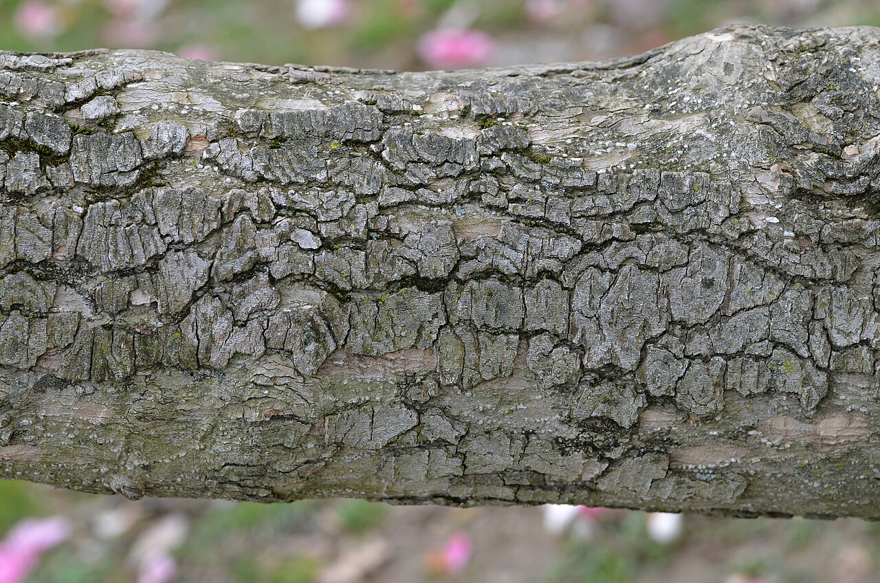 Magnolia sprengeri: Photograph of the bark on a branch of the Magnolia sprengeri en 'Diva'. Photo taken at the Tyler Arboretum where its species was identified.