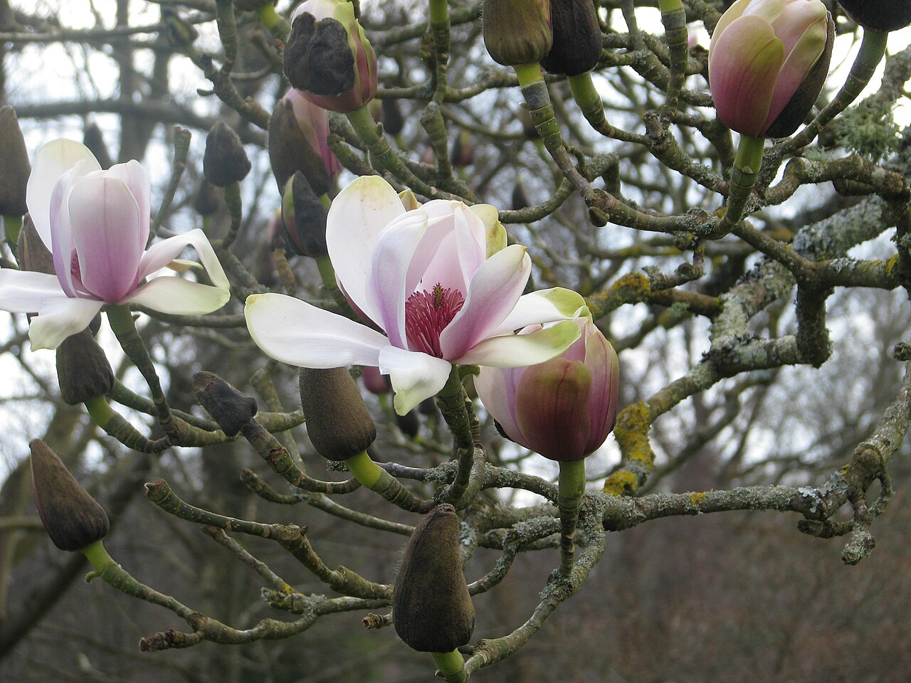 Magnolia sprengeri: Magnolia sprengeri