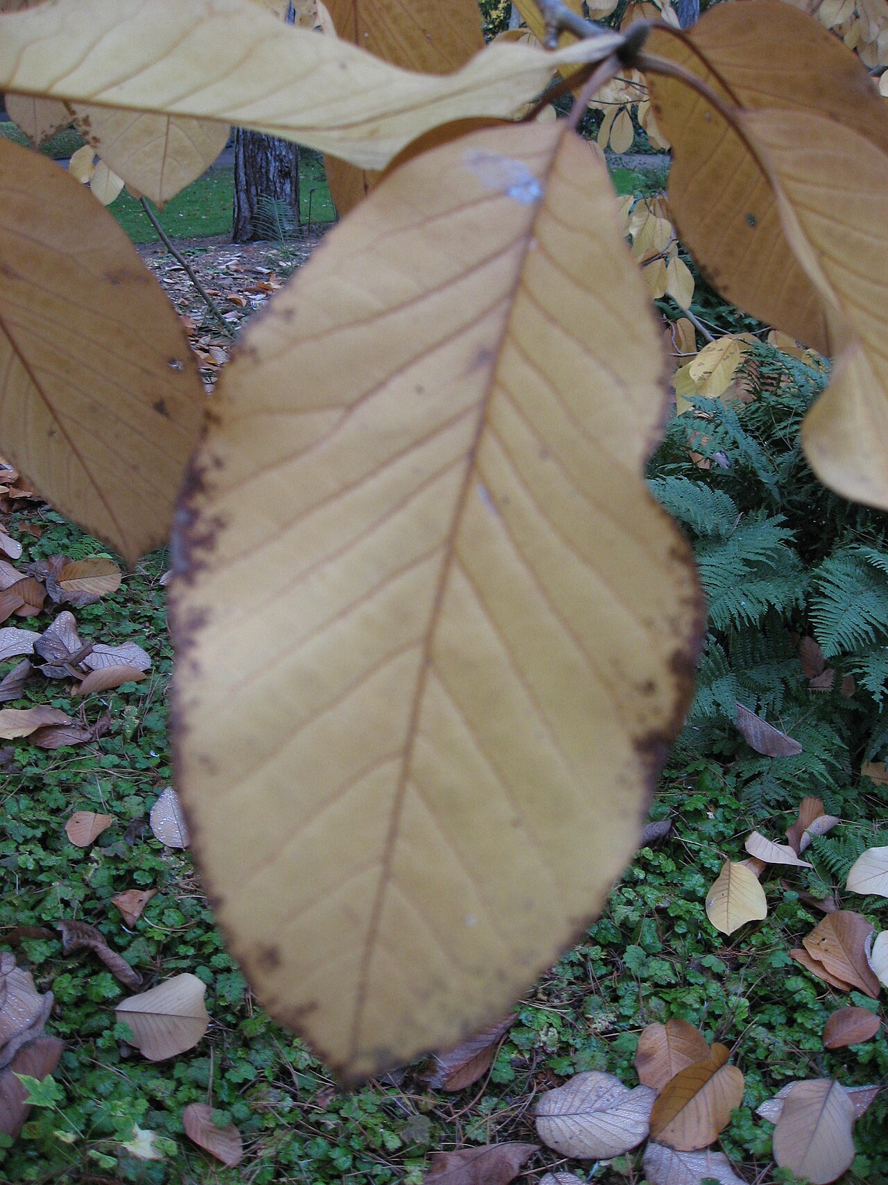 Magnolia sprengeri: Magnolia sprengeri with autumn colors in Parc floral de Paris Map: 48° 50' 19" N 2° 26' 33" E