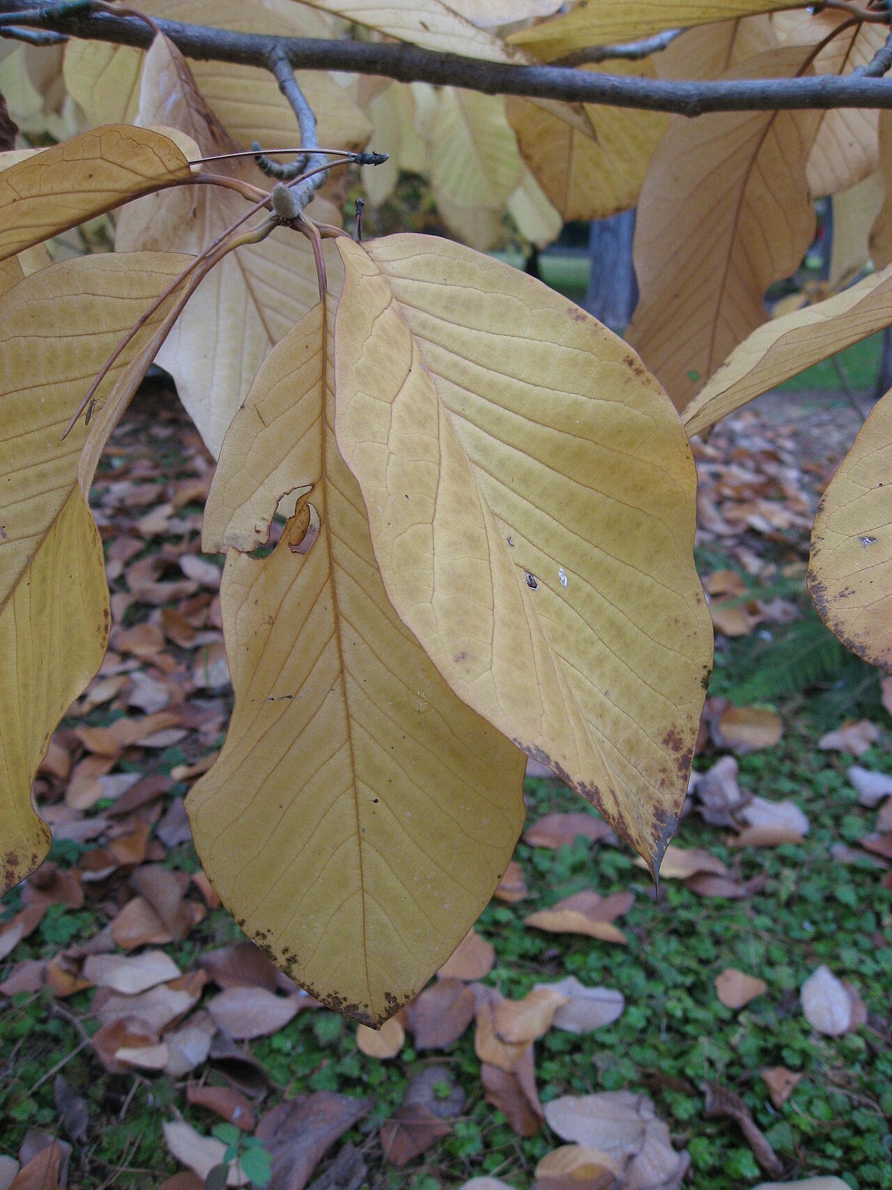 Magnolia sprengeri: Magnolia sprengeri with autumn colors in Parc floral de Paris Map: 48° 50' 19" N 2° 26' 33" E