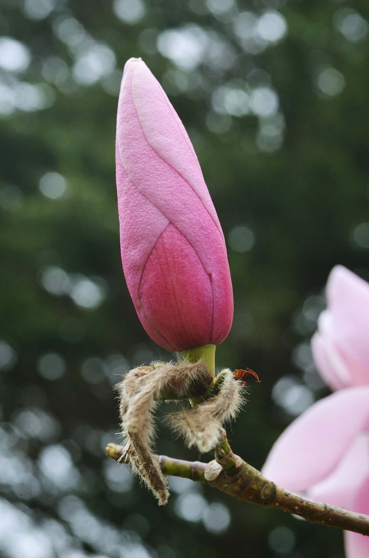 Magnolia sprengeri: Photograph of a flower bud of the Magnolia sprengeri en 'Diva'. Photo taken at the Tyler Arboretum where its species was identified.