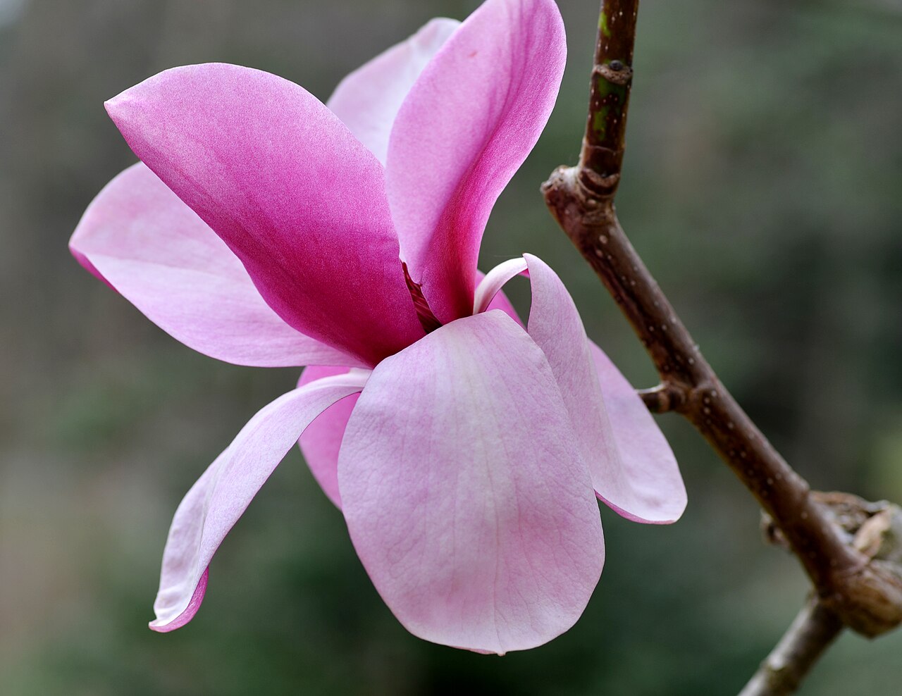 Magnolia sprengeri: Photograph of the flower of the Magnolia sprengeri en 'Diva'. Photo taken at the Tyler Arboretum where its species was identified.