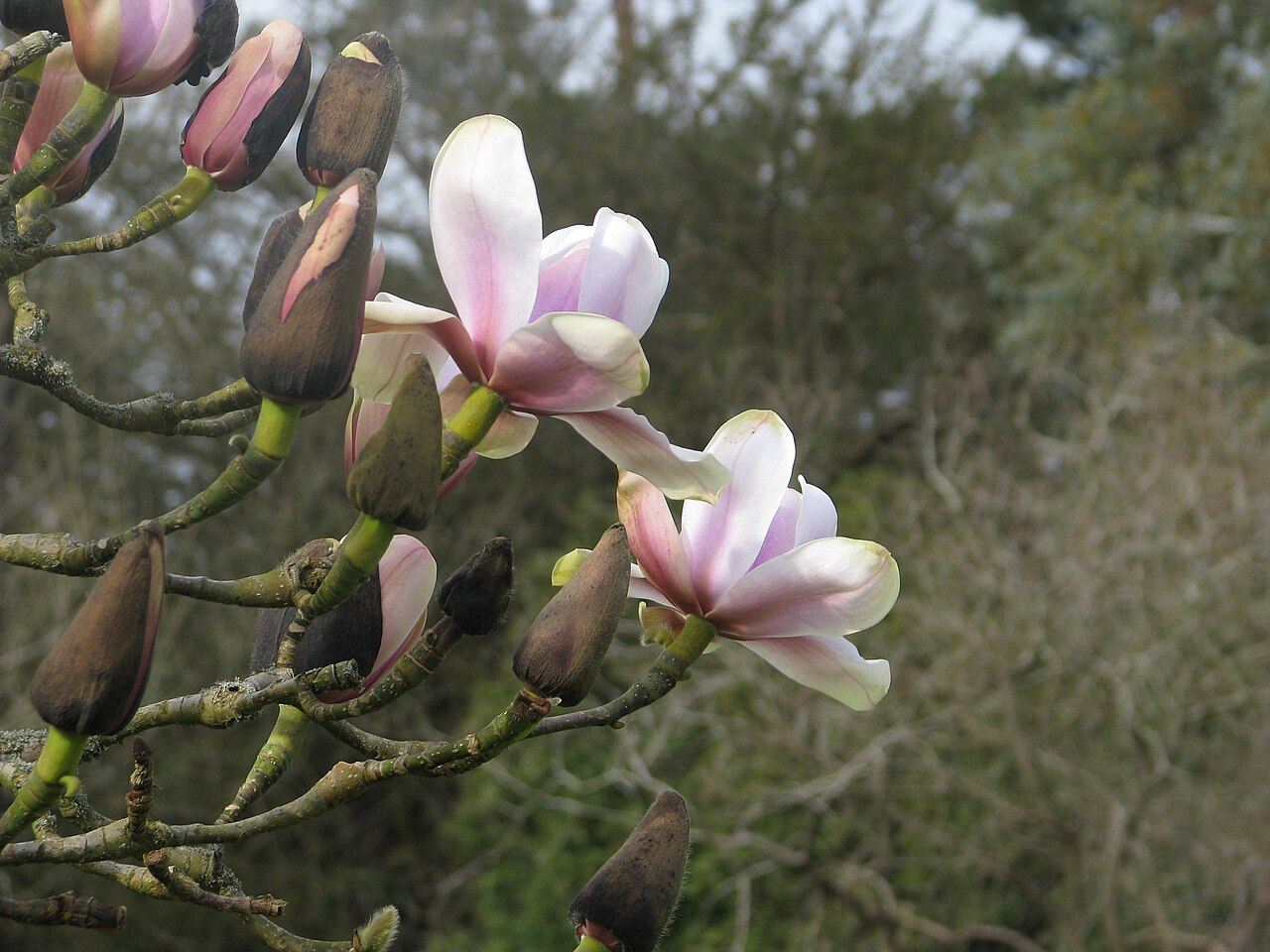 Magnolia sprengeri: Magnolia sprengeri