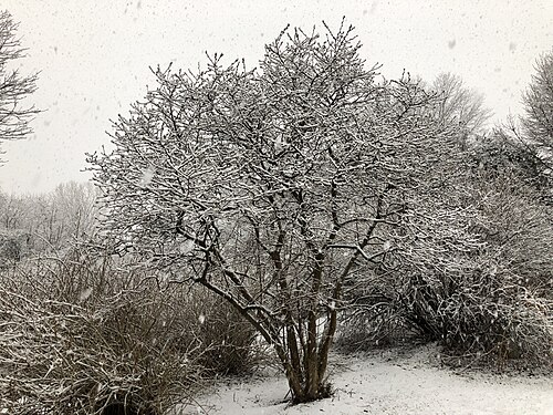 Star magnolia: A Star Magnolia coated in snow during winter along Kinross Circle in the Chantilly Highlands section of Oak Hill, Fairfax County, Virginia