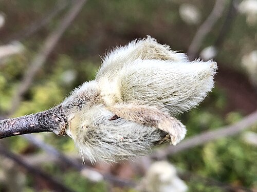 Star magnolia: A Star Magnolia flower bud in early winter along Tranquility Court in the Franklin Farm section of Oak Hill, Fairfax County, Virginia