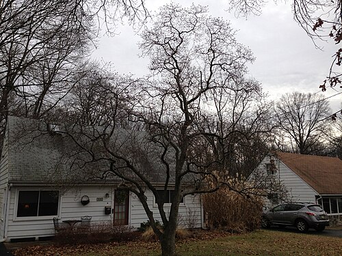 Star magnolia: Star Magnolia on Terrace Boulevard in Ewing, New Jersey