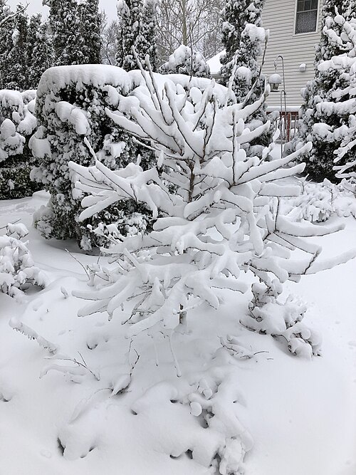 Star magnolia: A Star Magnolia sapling at the end of a snowstorm along Tranquility Court in the Franklin Farm section of Oak Hill, Fairfax County, Virginia