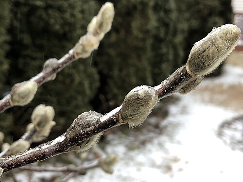 Star magnolia: Twig and flower buds coated in ice on a Star Magnolia along Tranquility Court in the Franklin Farm section of Oak Hill, Fairfax County, Virginia