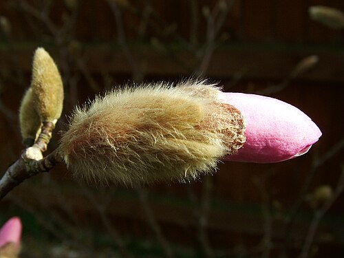 Star magnolia: March Magnolia