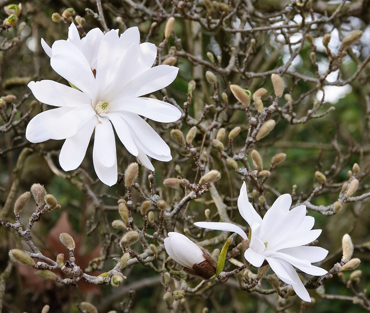 Star magnolia: Flowers and buds of star magnolia ( Magnolia stellata ) in the park of Bagatelle, Paris, France.