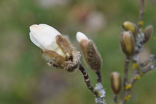 Star magnolia: Magnolia gwiaździsta
