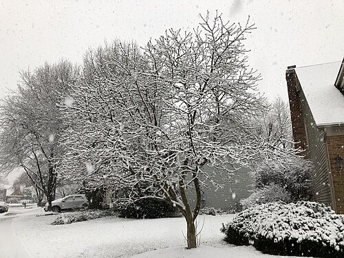 Star magnolia: A Star Magnolia coated in snow during winter along Kinross Circle in the Chantilly Highlands section of Oak Hill, Fairfax County, Virginia
