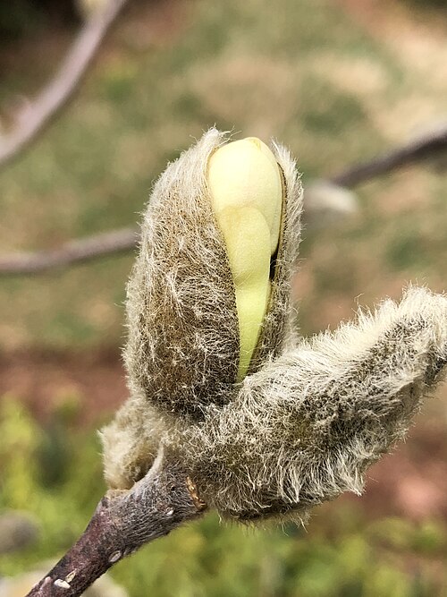 Star magnolia: Star Magnolia bud starting to expand in early spring along Tranquility Court in the Franklin Farm section of Oak Hill, Fairfax County, Virginia