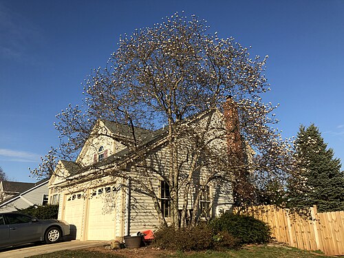 Star magnolia: A Star Magnolia starting to bloom at the intersection of Stone Heather Drive and Lady Bank Lane in the Chantilly Highlands section of Oak Hill, Fairfax County,