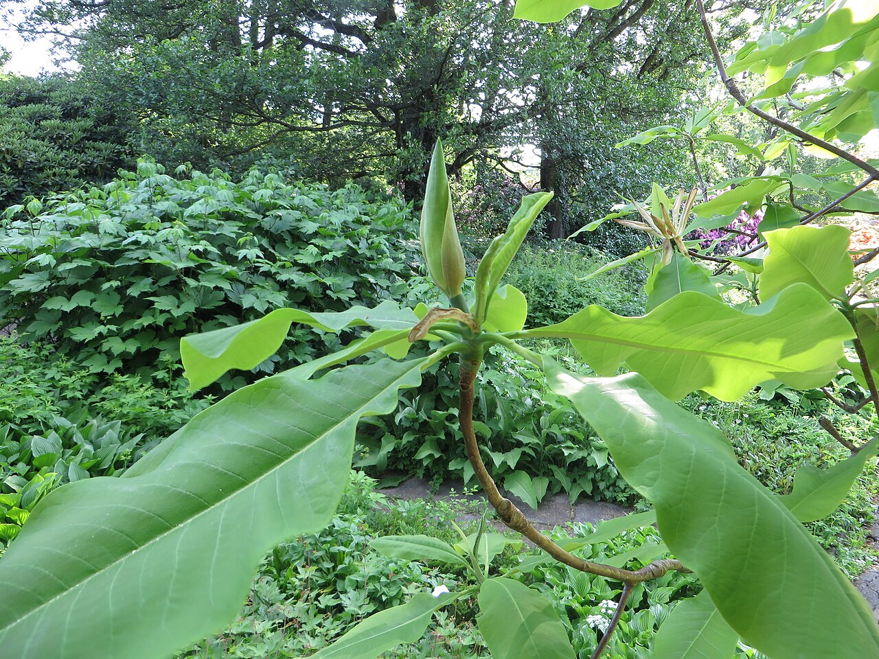 Umbrella-tree: Magnolia tripetala . The Botanical Garden of the University of Latvia