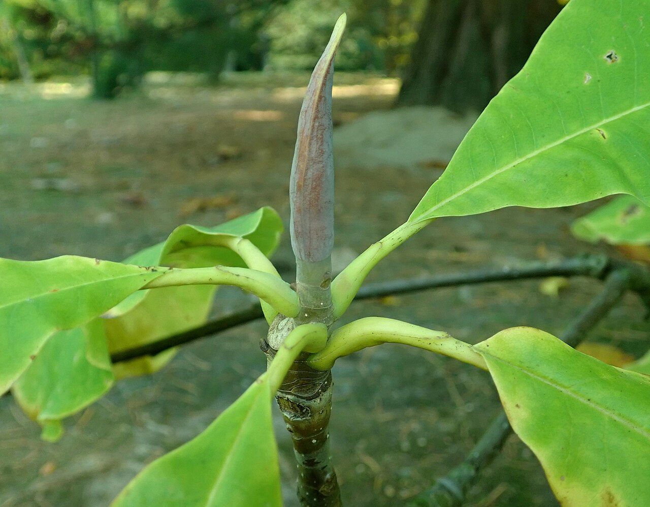 Umbrella-tree: Magnolia tripetala , arboretum in Glinna, Poland.