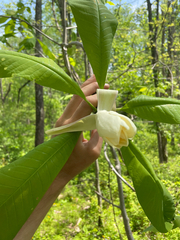 Umbrella-tree (Magnolia tripetala)