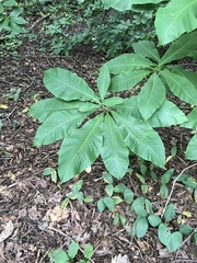 Umbrella-tree (Magnolia tripetala)