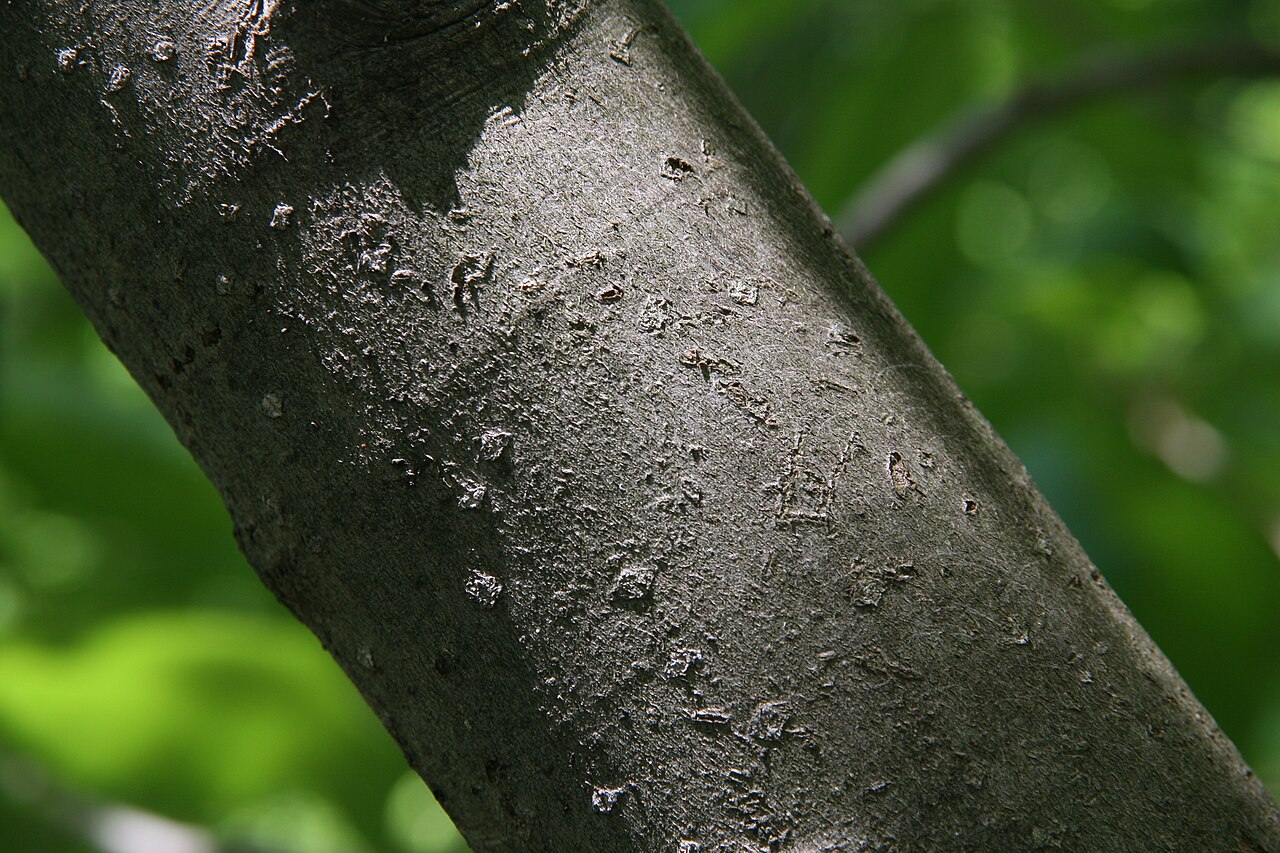 Umbrella-tree: Location taken: Longwood Gardens, Kennett Square, Pennsylvania.. Names: Magnolia tripetala (L.) L., Ernyős liliomfa, Magnolia parasolowata, Paraplymagnolia, Šác
