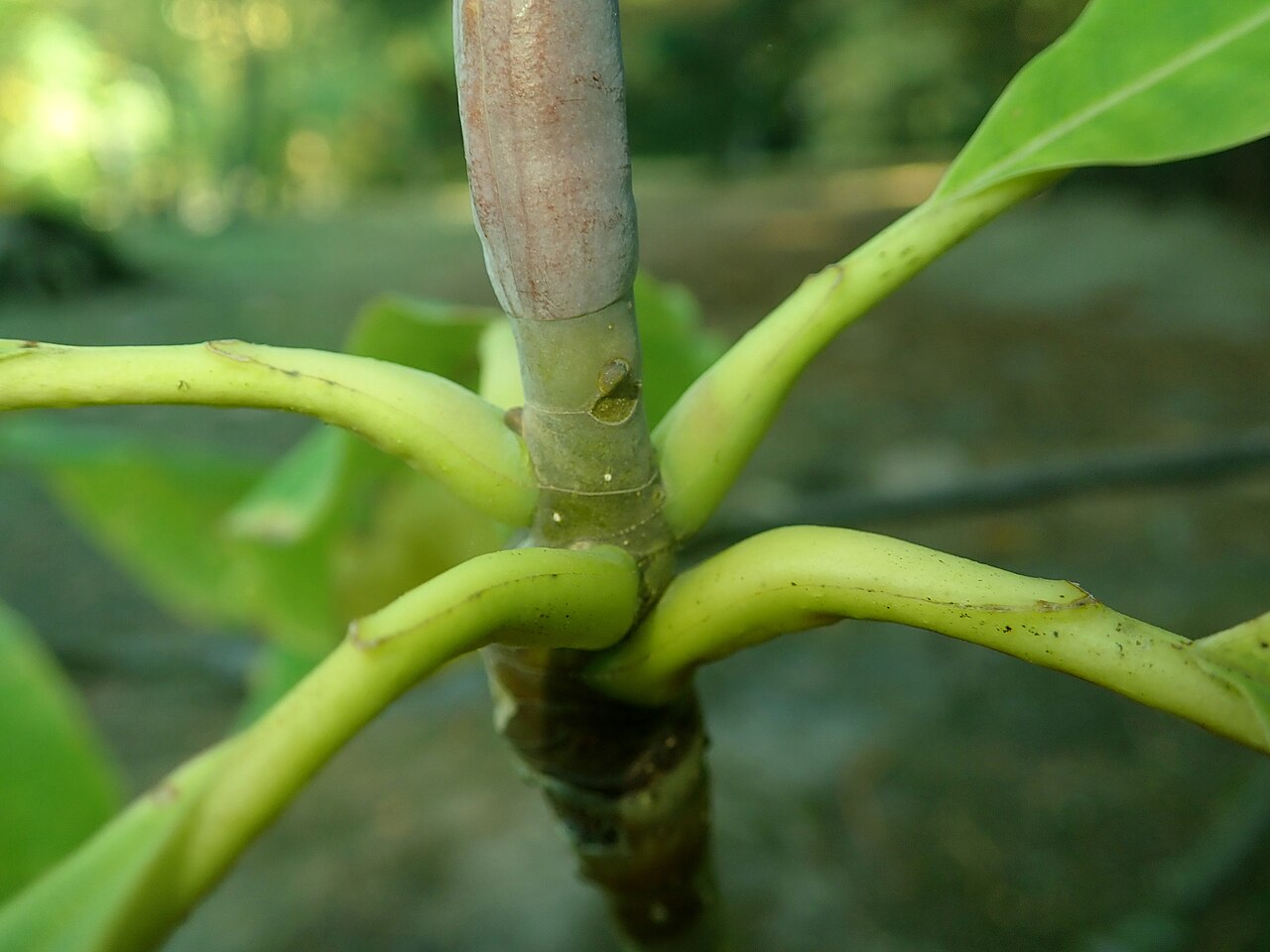 Umbrella-tree: Magnolia tripetala , arboretum in Glinna, Poland.