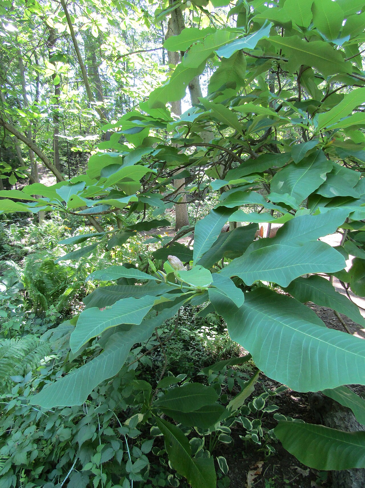Umbrella-tree: The Royal Botanical Gardens are headquartered in Burlington and also include lands in Hamilton, Ontario, Canada. We were able to spend the morning there, on our
