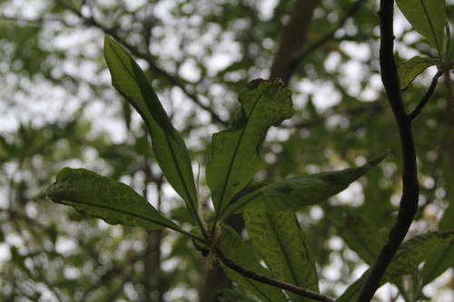 Umbrella-tree (Magnolia tripetala)