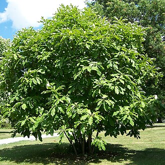Umbrella-tree: Magnolia tripetala