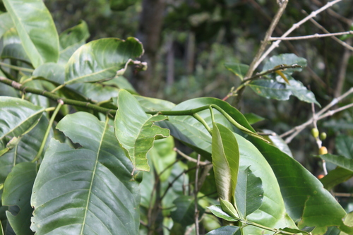 Magnolia tsiampacca (Magnolia tsiampacca)