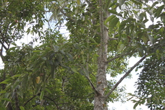 Magnolia tsiampacca (Magnolia tsiampacca)