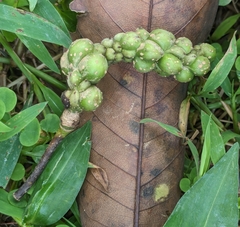 Magnolia tsiampacca (Magnolia tsiampacca)