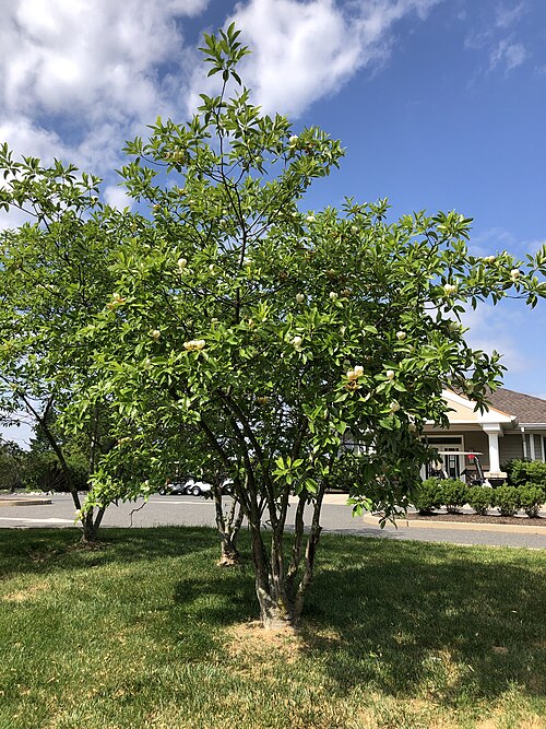 Sweet bay: A Sweetbay Magnolia blooming at the Mountain View Golf Course in the Mountainview section of Ewing Township, Mercer County, New Jersey