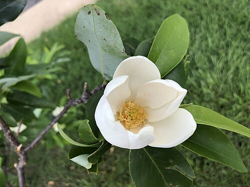 Sweet bay: A Sweetbay Magnolia blossom along Centreville Road (Virginia State Route 657) just south of McLearen Road (Virginia State Route 668) in Oak Hill, Fairfax County