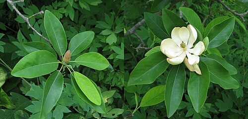 Sweet bay: Comparison picture of an unopened (left) or opened (right) flower on the Sweetbay Magnolia en ( Magnolia virginiana en . Photo taken in the near the Tennis Cour