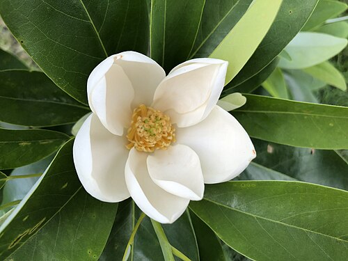 Sweet bay: A Sweetbay Magnolia blossom along Centreville Road (Virginia State Route 657) just south of McLearen Road (Virginia State Route 668) in Oak Hill, Fairfax County