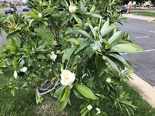 Sweet bay: A Sweetbay Magnolia blooming along Centreville Road (Virginia State Route 657) just south of McLearen Road (Virginia State Route 668) in Oak Hill, Fairfax Count