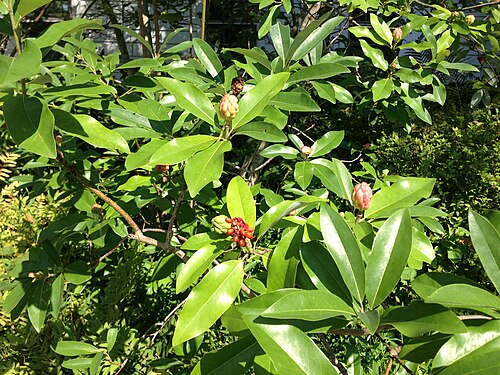 Sweet bay: Closeup of a Sweetbay Magnolia near the Buttinger House at the Stony Brook-Millstone Watershed Association