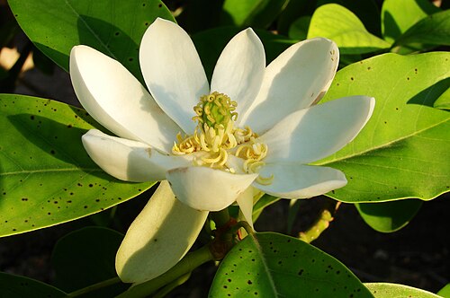 Sweet bay: Magnolia ( Magnolia ) flower in North Texas .