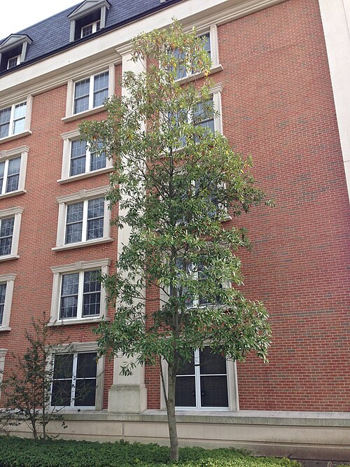 Sweet bay: Sweetbay Magnolia near D Street at the College of New Jersey in Ewing, New Jersey