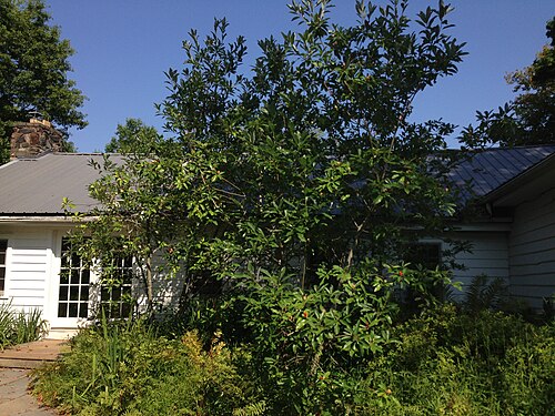 Sweet bay: Sweetbay Magnolia near the Buttinger House at the Stony Brook-Millstone Watershed Association