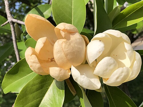 Sweet bay: Sweetbay Magnolia flowers at the Mountain View Golf Course in the Mountainview section of Ewing Township, Mercer County, New Jersey