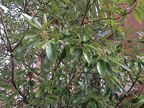 Sweet bay: Sweetbay Magnolia foliage near D Street at the College of New Jersey in Ewing, New Jersey